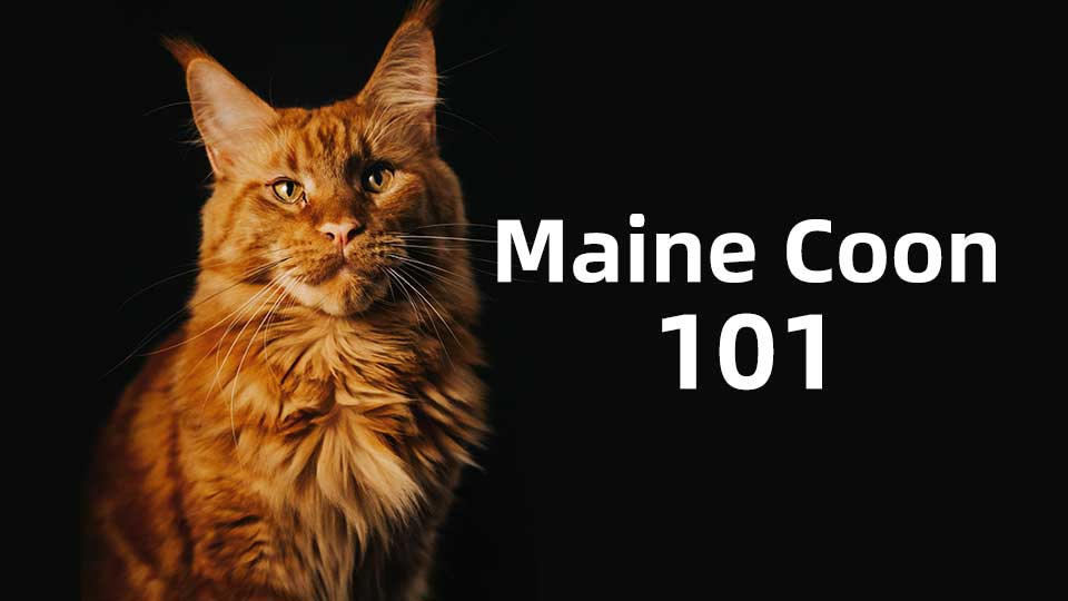 Maine-coon-101