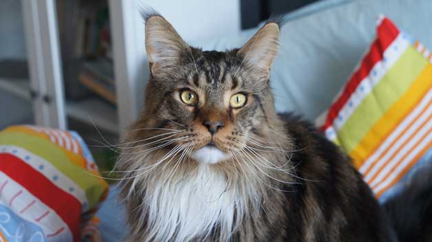 Close-up image of a Maine Coon