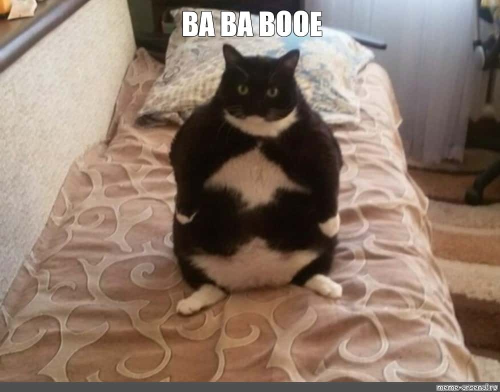 fat cat meme-black fat cat