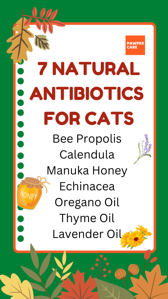 7 natural antibiotics for cats infection