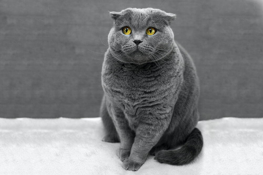 overweight cat -1