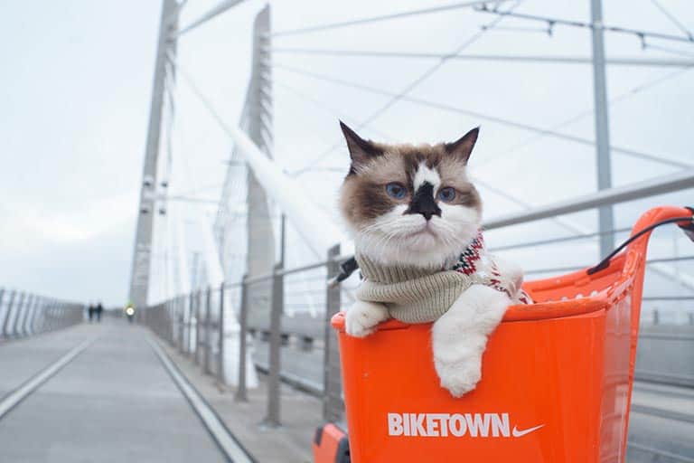 cat on a bike