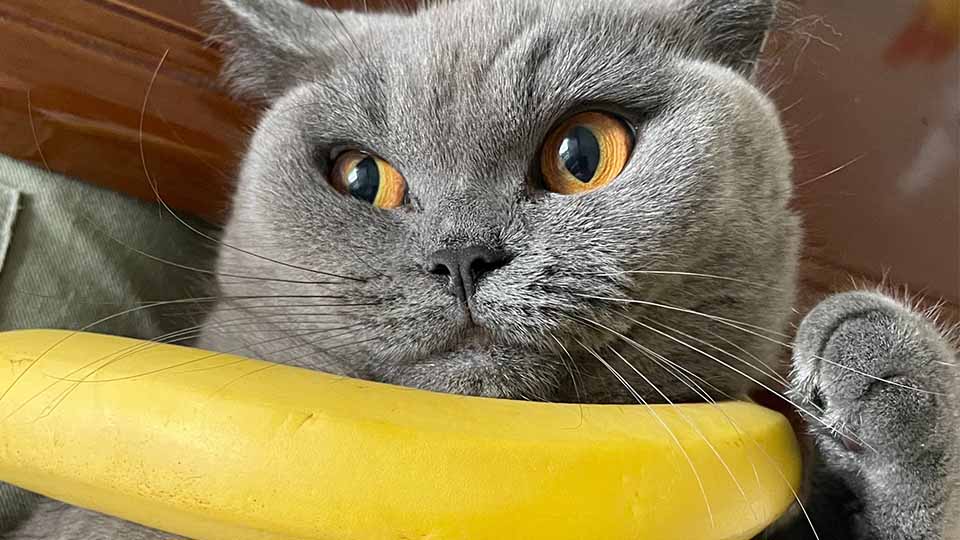 cat and banana