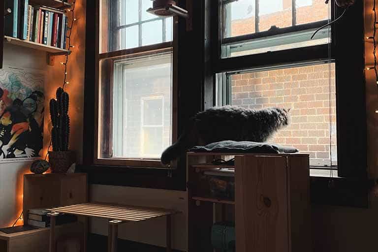cat staring at window