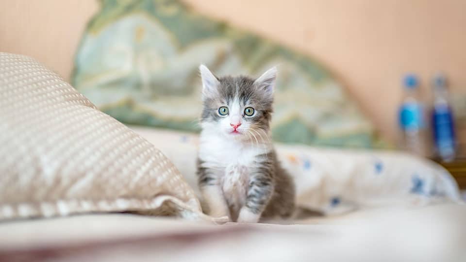 baby cat on bed