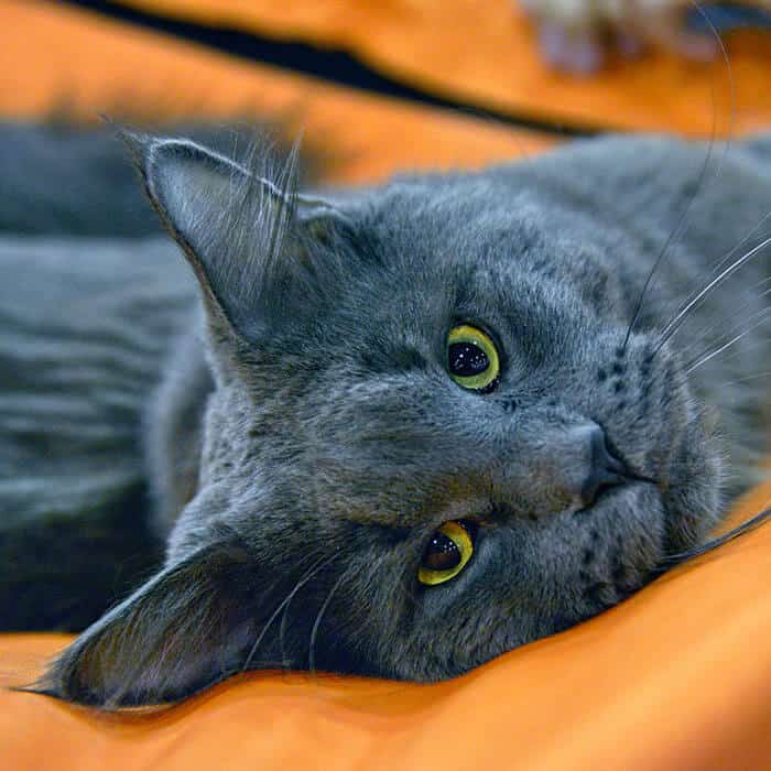 Grey-Maine-Coon-cat