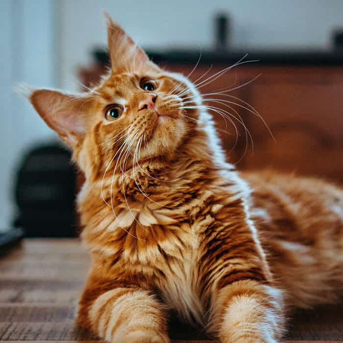 Tabby-Maine-Coon-cat