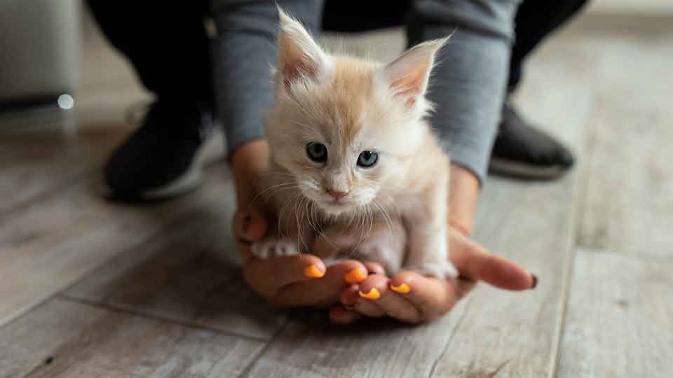 a-person-holding-a-kitten-in-hands