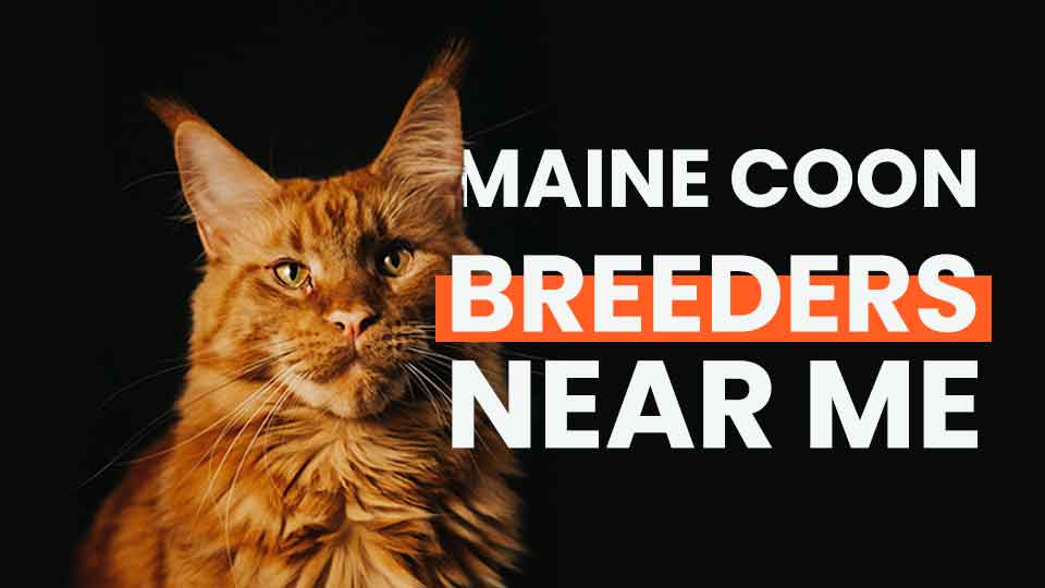 maine-coon-breeder-pawpercare