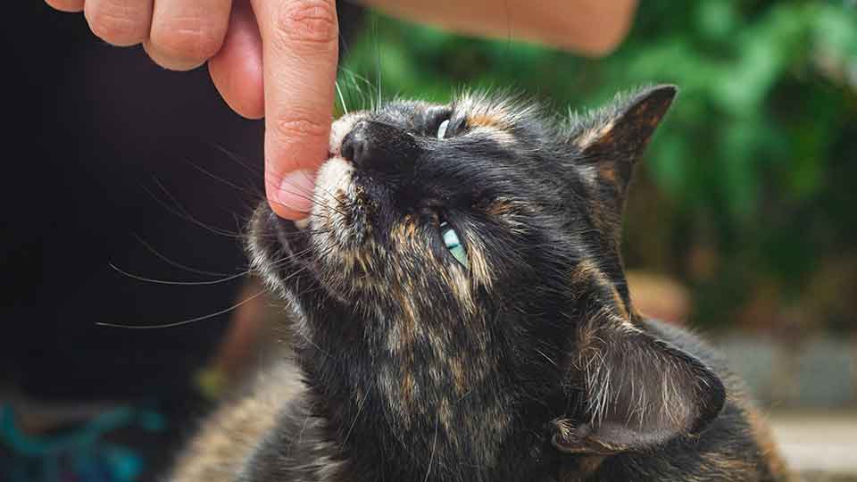 cat-bite-hand
