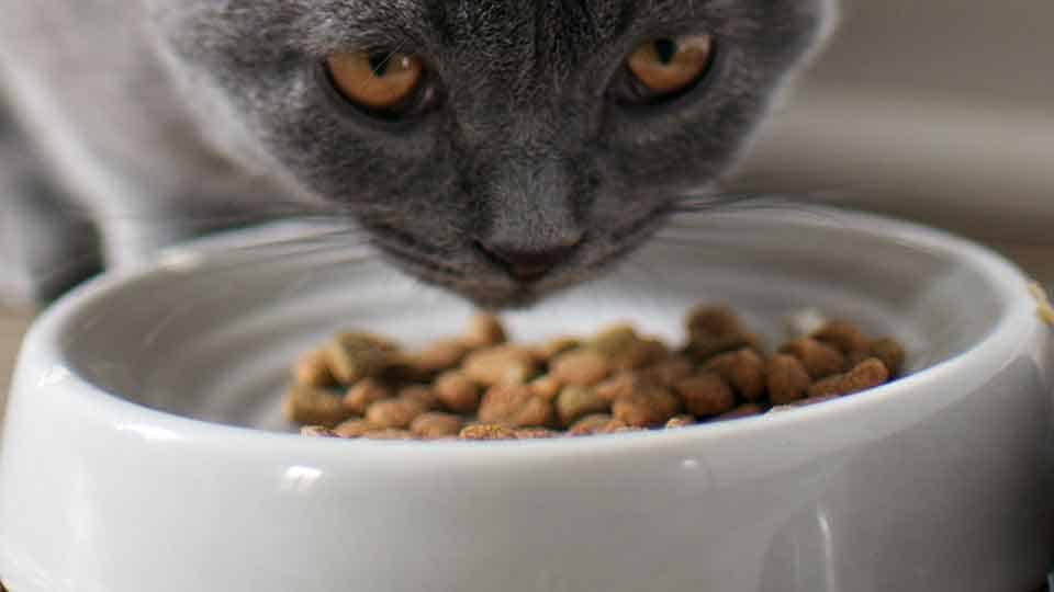 grey-cat-eating-cat-food