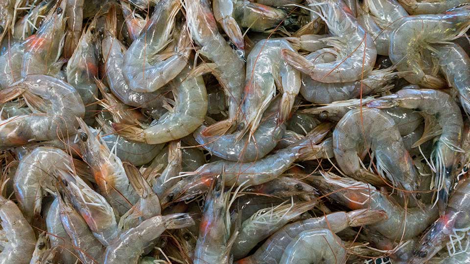 raw-shrimp