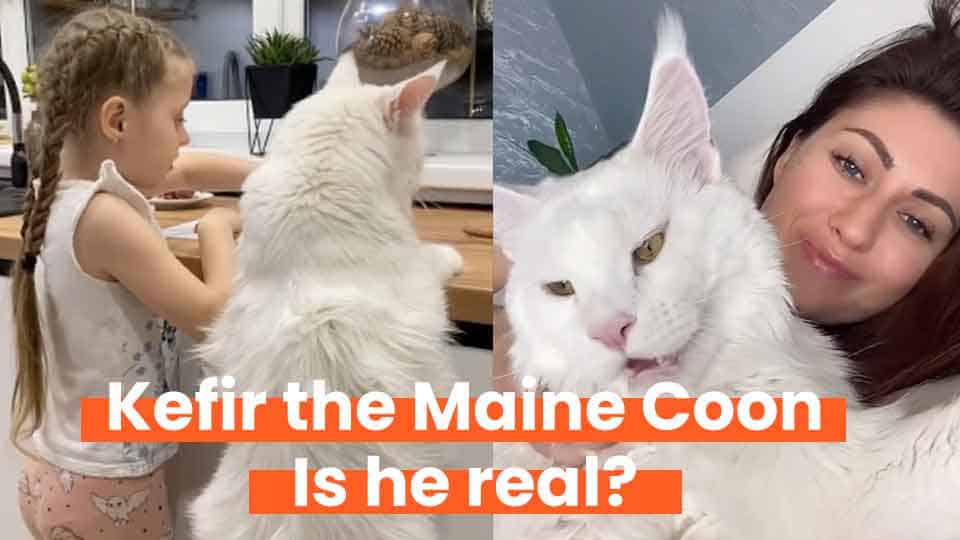 kefir-the-maine-coon-cat