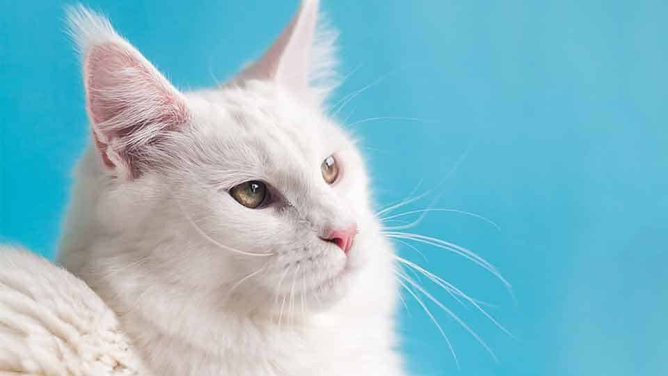 white-maine-coon-on-blue-background