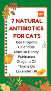 7 Best Best Natural Antibiotics For Cats Infection