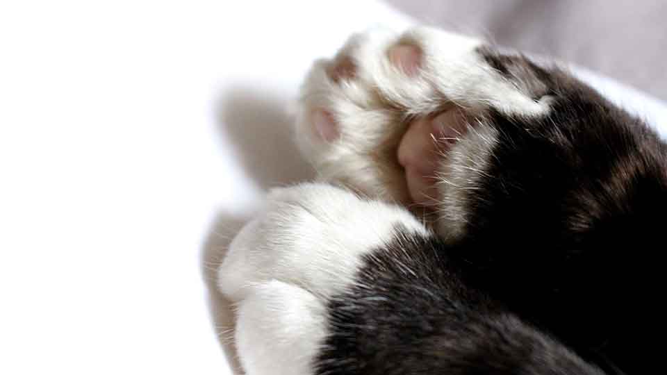 black-cat-white-paw