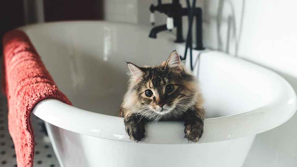 cat-in-the-bathtub