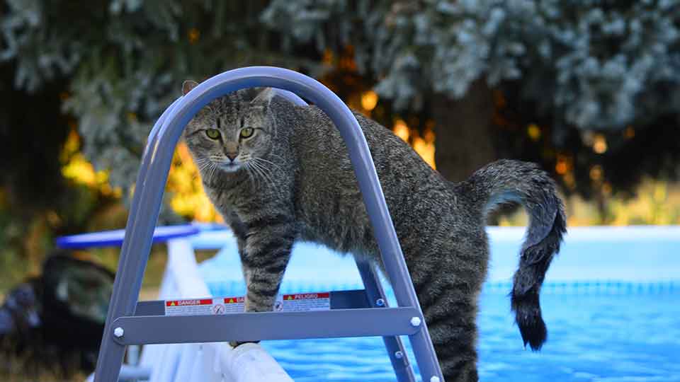 cat-near-the-pool