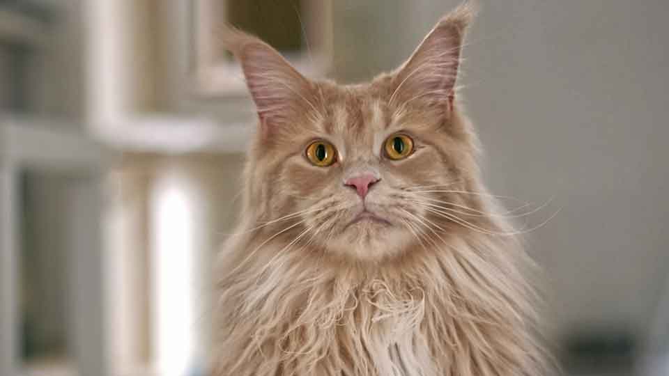 What Are the Unique Behavioral Traits of Maine Coon Cats?
