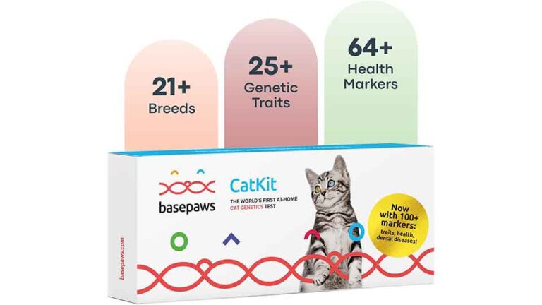 View of How To Tell If Your Cat Is Part Maine Coon(6 Simple Steps)?