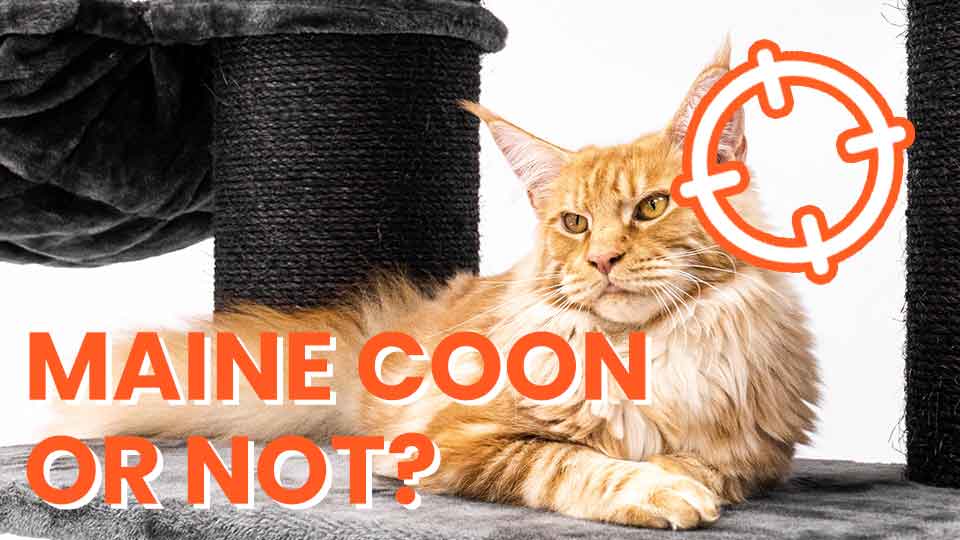 Maine-coon-or-not-