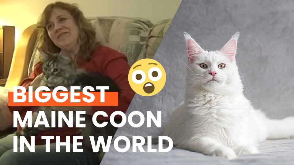 biggest-maine-coon-in-the-world