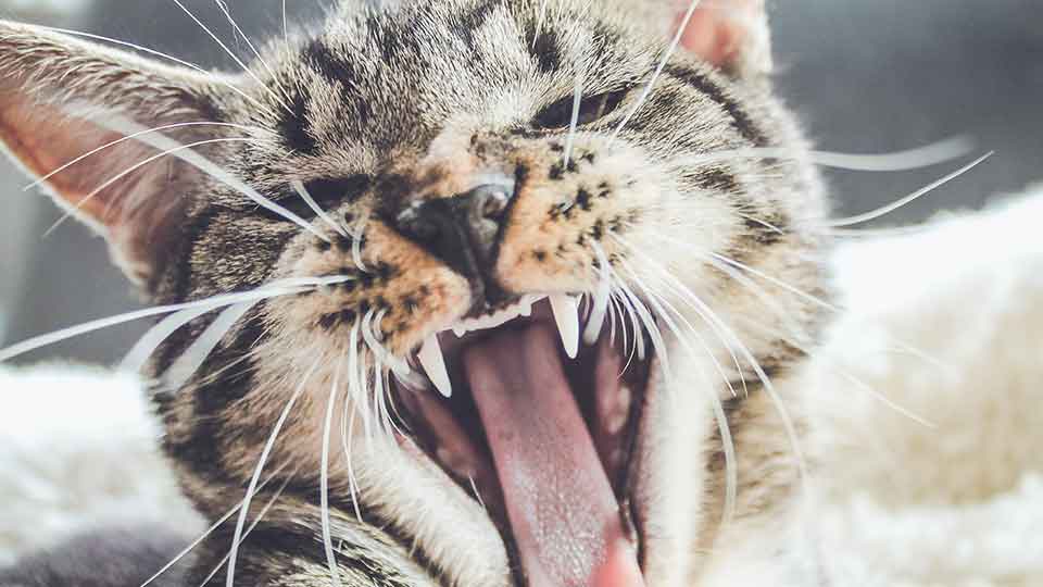 cat-bad-breath