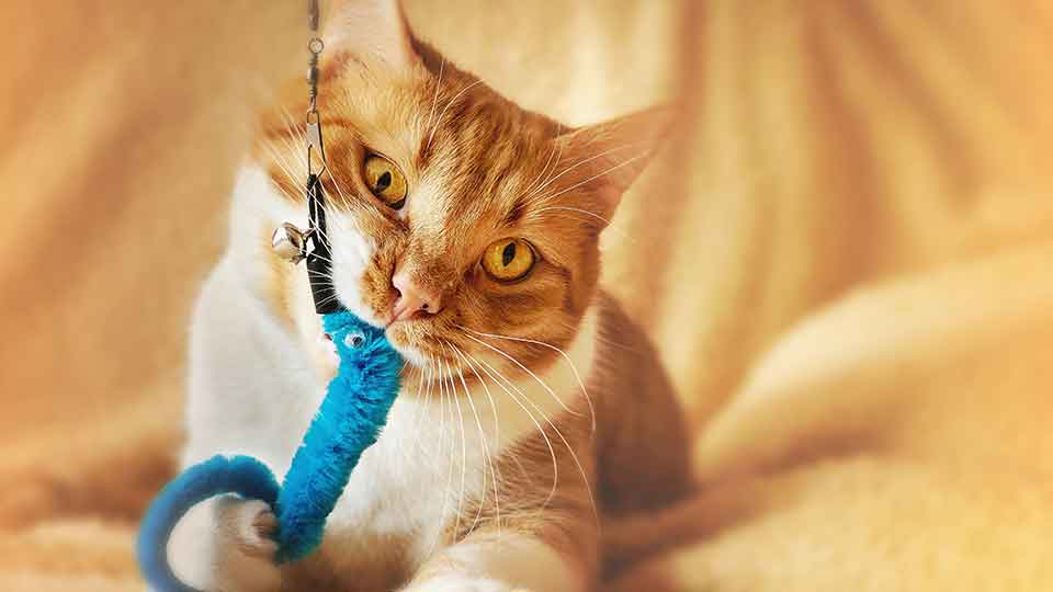 Best Cat Toys to Keep Maine Coon Cats Entertained by Reddit Users