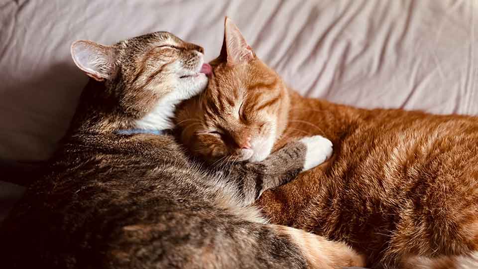 two-cats-licking