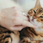 touching-a-cat